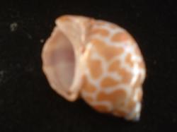 <img250*0:stuff/z/169023/seashells%25204/i1255993020_14.jpg>