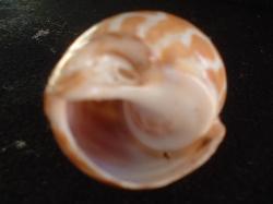 <img250*0:stuff/z/169023/seashells%25204/i1255993020_15.jpg>