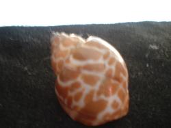 <img250*0:stuff/z/169023/seashells%25204/i1255993020_16.jpg>