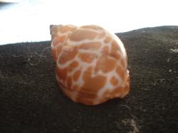 <img250*0:stuff/z/169023/seashells%25204/i1255993020_17.jpg>
