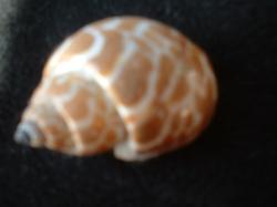 <img250*0:stuff/z/169023/seashells%25204/i1255993020_8.jpg>