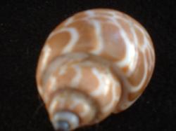 <img250*0:stuff/z/169023/seashells%25204/i1255993020_9.jpg>
