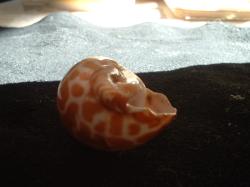 <img250*0:stuff/z/169023/seashells%25204/i1255993021_18.jpg>