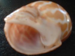 <img250*0:stuff/z/169023/seashells%25204/i1255993021_19.jpg>