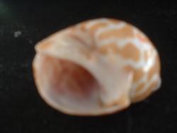 <img250*0:stuff/z/169023/seashells%25204/i1255993021_20.jpg>