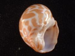 <img250*0:stuff/z/169023/seashells%25204/i1255993021_21.jpg>