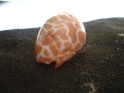 <img250*0:stuff/z/169023/seashells%25204/i1255993021_23.jpg>