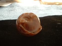 <img250*0:stuff/z/169023/seashells%25204/i1255993021_24.jpg>