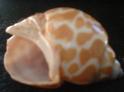 <img250*0:stuff/z/169023/seashells%25204/i1255993021_25.jpg>