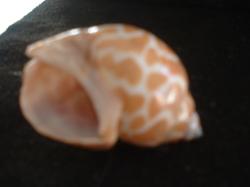 <img250*0:stuff/z/169023/seashells%25204/i1255993021_26.jpg>