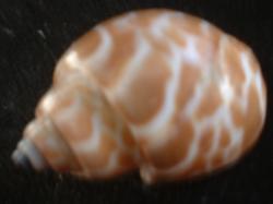 <img250*0:stuff/z/169023/seashells%25204/i1255993021_27.jpg>