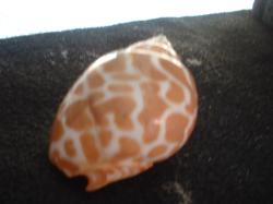 <img250*0:stuff/z/169023/seashells%25204/i1255993021_28.jpg>