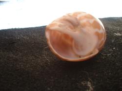 <img250*0:stuff/z/169023/seashells%25204/i1255993022_29.jpg>