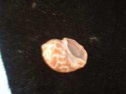 <img250*0:stuff/z/169023/seashells%25204/i1255993022_30.jpg>