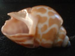 <img250*0:stuff/z/169023/seashells%25204/i1255993022_31.jpg>