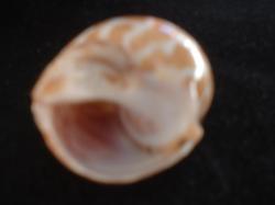 <img250*0:stuff/z/169023/seashells%25204/i1255993022_32.jpg>