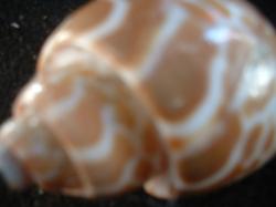 <img250*0:stuff/z/169023/seashells%25204/i1255993022_33.jpg>