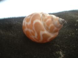 <img250*0:stuff/z/169023/seashells%25204/i1255993022_34.jpg>