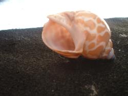 <img250*0:stuff/z/169023/seashells%25204/i1255993022_35.jpg>