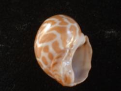 <img250*0:stuff/z/169023/seashells%25204/i1255993022_36.jpg>
