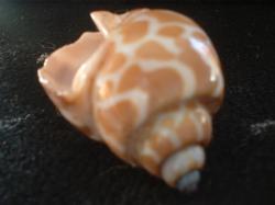 <img250*0:stuff/z/169023/seashells%25204/i1255993022_37.jpg>