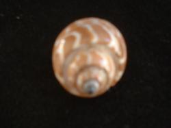 <img250*0:stuff/z/169023/seashells%25204/i1255993022_38.jpg>