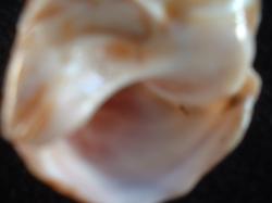 <img250*0:stuff/z/169023/seashells%25204/i1255993022_39.jpg>