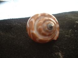 <img250*0:stuff/z/169023/seashells%25204/i1255993023_40.jpg>