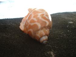 <img250*0:stuff/z/169023/seashells%25204/i1255993023_41.jpg>