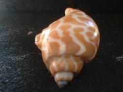 <img250*0:stuff/z/169023/seashells%25205/i1255993106_1.jpg>