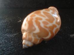 <img250*0:stuff/z/169023/seashells%25205/i1255993106_2.jpg>