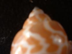 <img250*0:stuff/z/169023/seashells%25205/i1255993106_3.jpg>