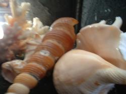 <img250*0:stuff/z/169023/seashells%25205/i1255993106_4.jpg>