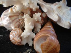 <img250*0:stuff/z/169023/seashells%25205/i1255993106_5.jpg>