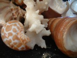 <img250*0:stuff/z/169023/seashells%25205/i1255993106_6.jpg>