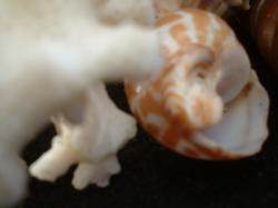 <img250*0:stuff/z/169023/seashells%25205/i1255993106_7.jpg>