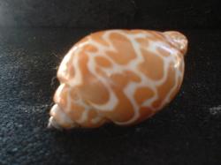 <img250*0:stuff/z/169023/seashells%25205/i1255993106_8.jpg>