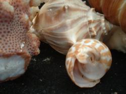 <img250*0:stuff/z/169023/seashells%25205/i1255993107_10.jpg>