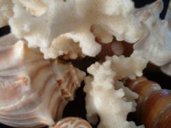 <img250*0:stuff/z/169023/seashells%25205/i1255993107_11.jpg>