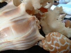 <img250*0:stuff/z/169023/seashells%25205/i1255993107_12.jpg>