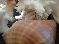 <img250*0:stuff/z/169023/seashells%25205/i1255993107_13.jpg>