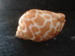<img250*0:stuff/z/169023/seashells%25205/i1255993107_14.jpg>