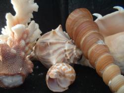 <img250*0:stuff/z/169023/seashells%25205/i1255993107_15.jpg>