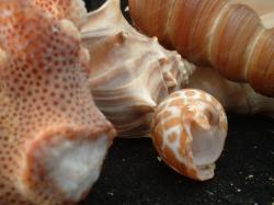 <img250*0:stuff/z/169023/seashells%25205/i1255993107_16.jpg>