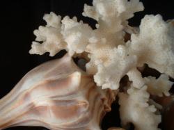 <img250*0:stuff/z/169023/seashells%25205/i1255993107_17.jpg>