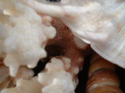 <img250*0:stuff/z/169023/seashells%25205/i1255993107_18.jpg>
