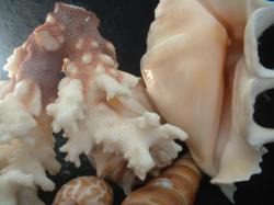 <img250*0:stuff/z/169023/seashells%25205/i1255993107_19.jpg>