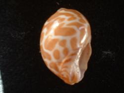 <img250*0:stuff/z/169023/seashells%25205/i1255993107_9.jpg>