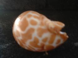 <img250*0:stuff/z/169023/seashells%25205/i1255993108_20.jpg>