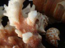<img250*0:stuff/z/169023/seashells%25205/i1255993108_21.jpg>